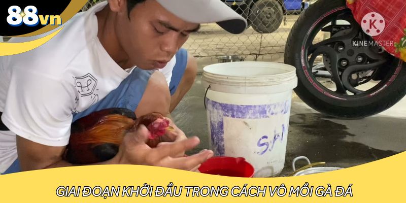 Giai đoạn khởi đầu trong cách vô mồi gà đá